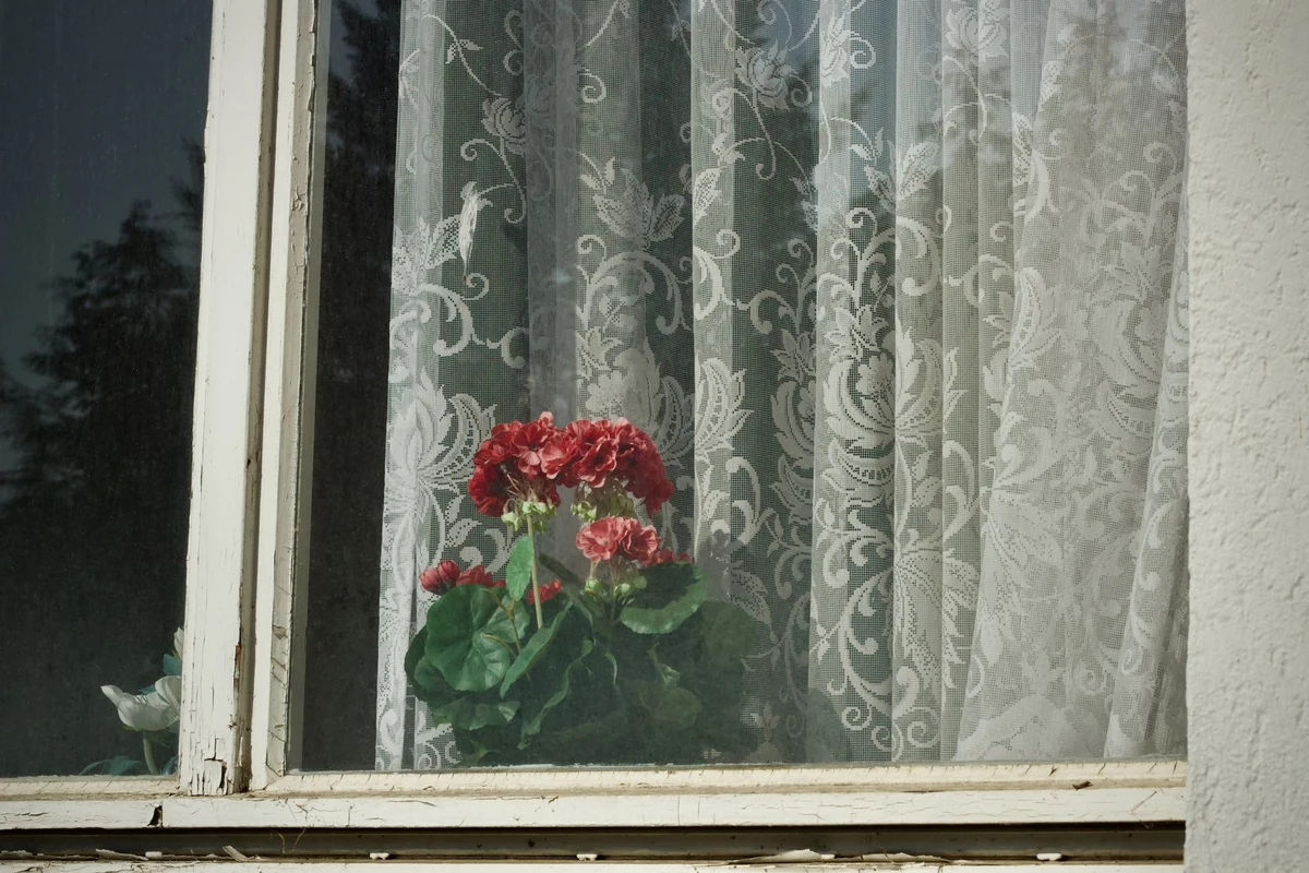 Pelargonija po vasaros liko lauke: kaip ją įnešti, kad nepatirtų streso