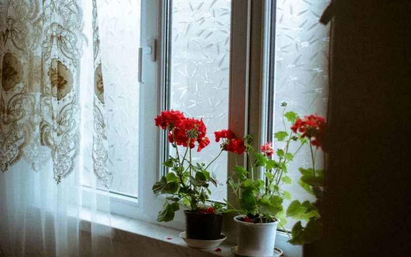 Pelargonija po vasaros liko lauke: kaip ją įnešti, kad nepatirtų streso