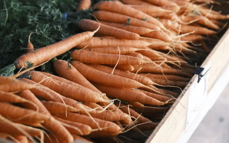 Morkos po derliaus greitai vysta: kaip laikyti jas rūsyje, kad išliktų traškios