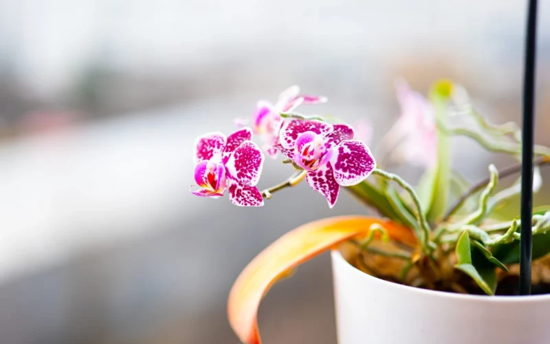 Orchidėja išleido šaknis per vazono kraštą: kada jas palikti, o kada persodinti