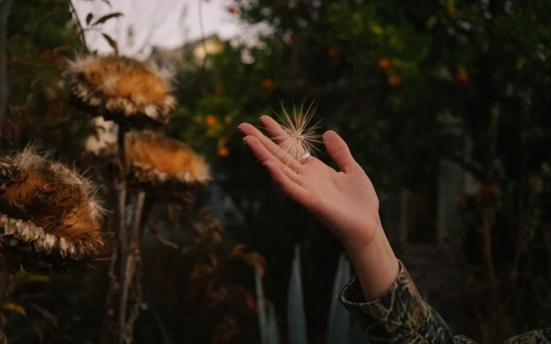 Medetkų sėklos dar laikosi žiedynuose: kaip jas surinkti kitų metų lysvei