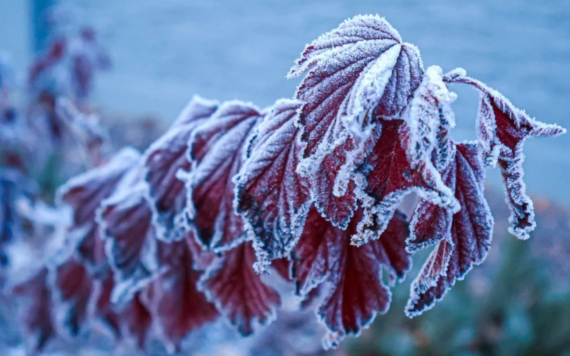 Nuo lapkričio 4 d. Vilniuje prognozuojamos šalnos iki -2 °C