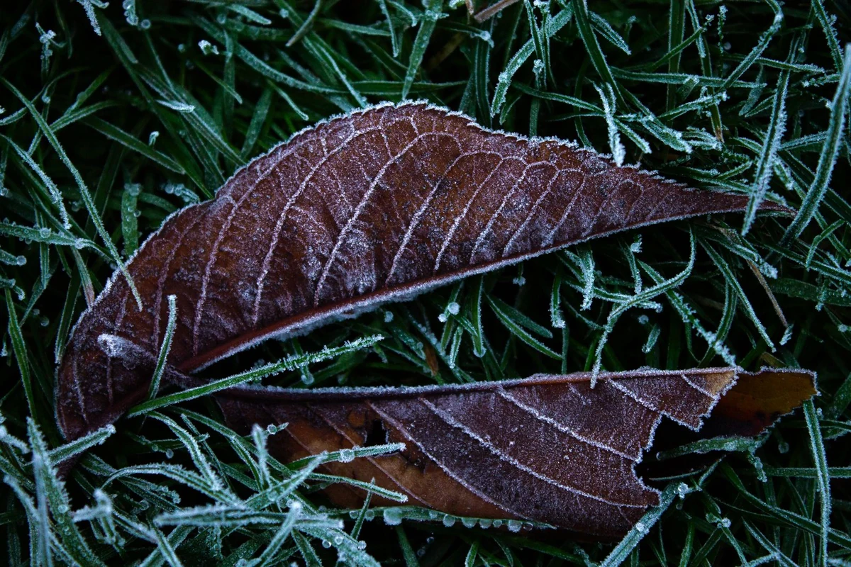 Nuo lapkričio 4 d. Vilniuje prognozuojamos šalnos iki -2 °C