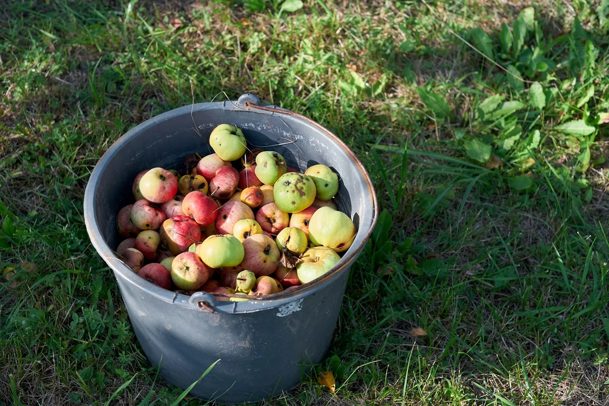 Prieš savaitgalį tvarkote sodą: paliktas maisto likutis gali privilioti žiurkes