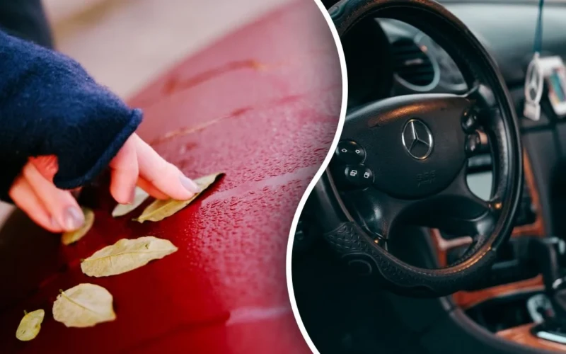 Lauro lapas automobilyje