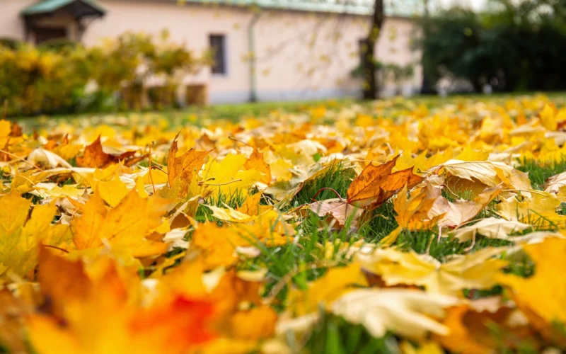 Spalio darbų kalendorius sodui ir daržui