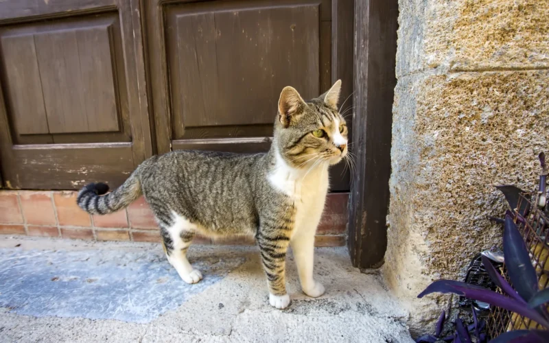 Šeima prarado mylimą katiną, tačiau sugalvojo priglausti kitą