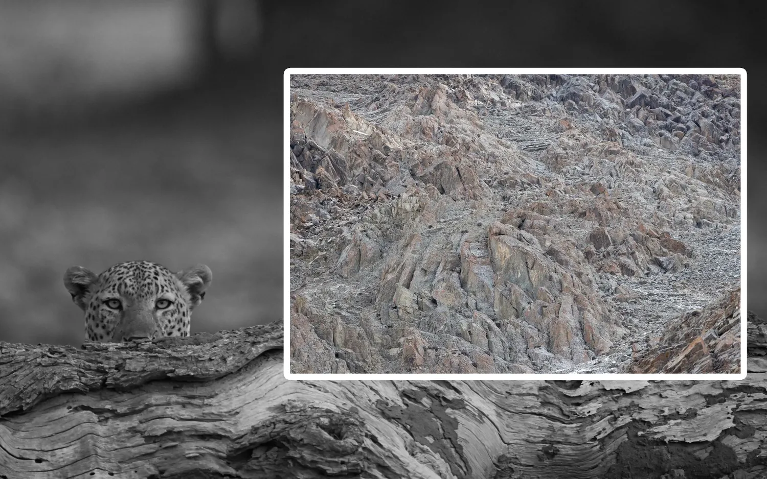 Ar pavyks surasti leopardą