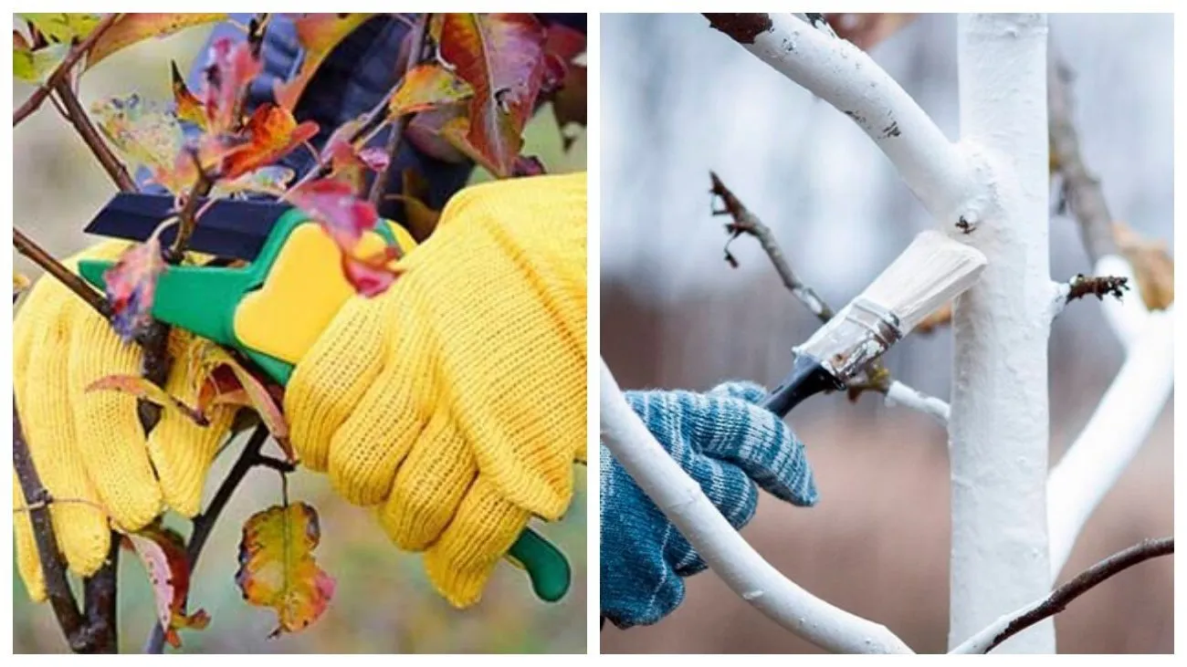 Ar verta genėti vyšnias