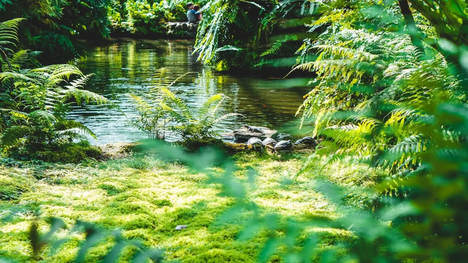 Atogražų miškas : Chait Goli nuotr.