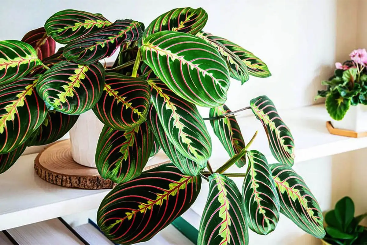 Augalai jūsų namuose