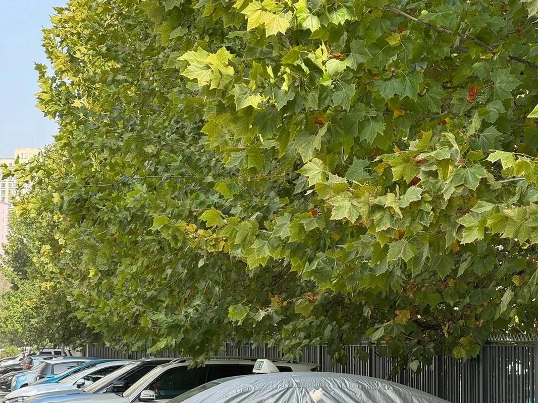 Automobiliai po medžiais