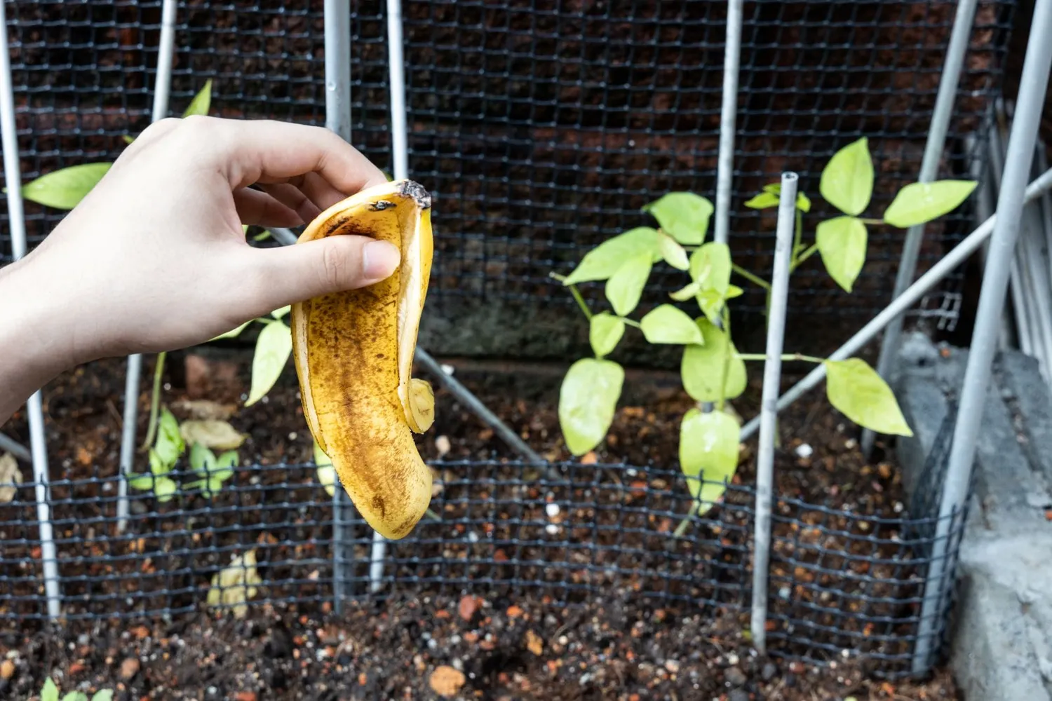 Bananų žievės naudojamos sode