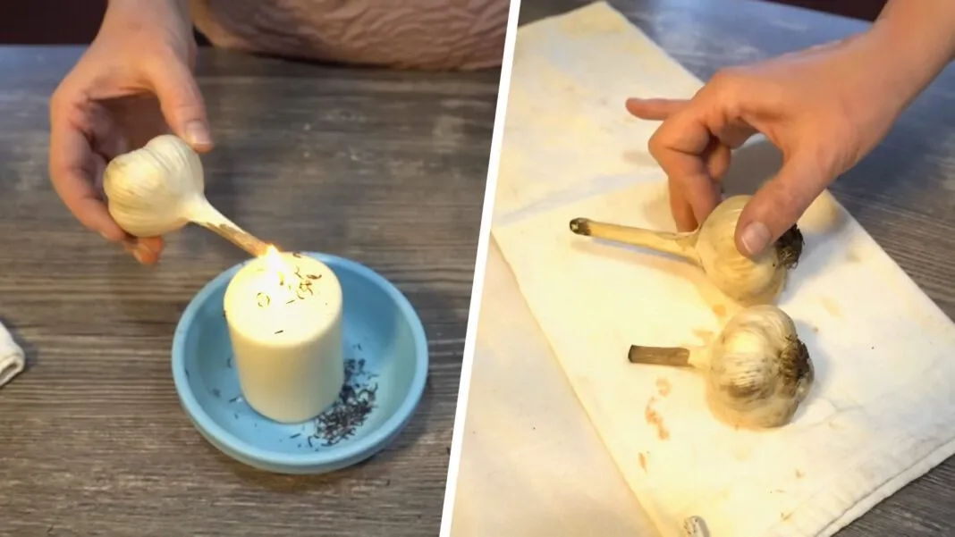 Česnakai žiemą laikysis ilgiau