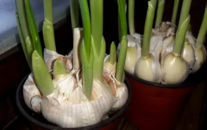 Česnakas sudygo sausio mėnesį