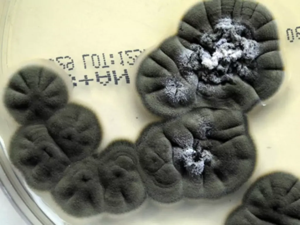 Cladosporium sphaerospermum gyvena ant vieno radioaktyviausių pastatų Žemėje vidinės sienos. Nuotraukos autorius Adelaidės universitetas.