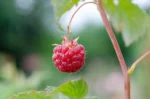Didelis aviečių derlius garantuotas