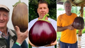 Didžiausi baklažanai