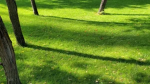 Drėgnos žolės pjovimas