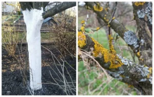 Ekspertai paaiškino, ką gali reikšti baltos dėmės ant medžių šakų