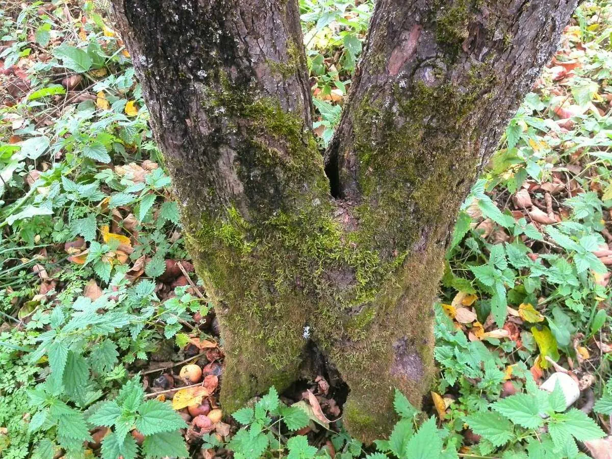 Ekspertai rekomendavo metodą, kuris padės atsikratyti baltų dėmių ant medžių šakų gruodžio mėnesį