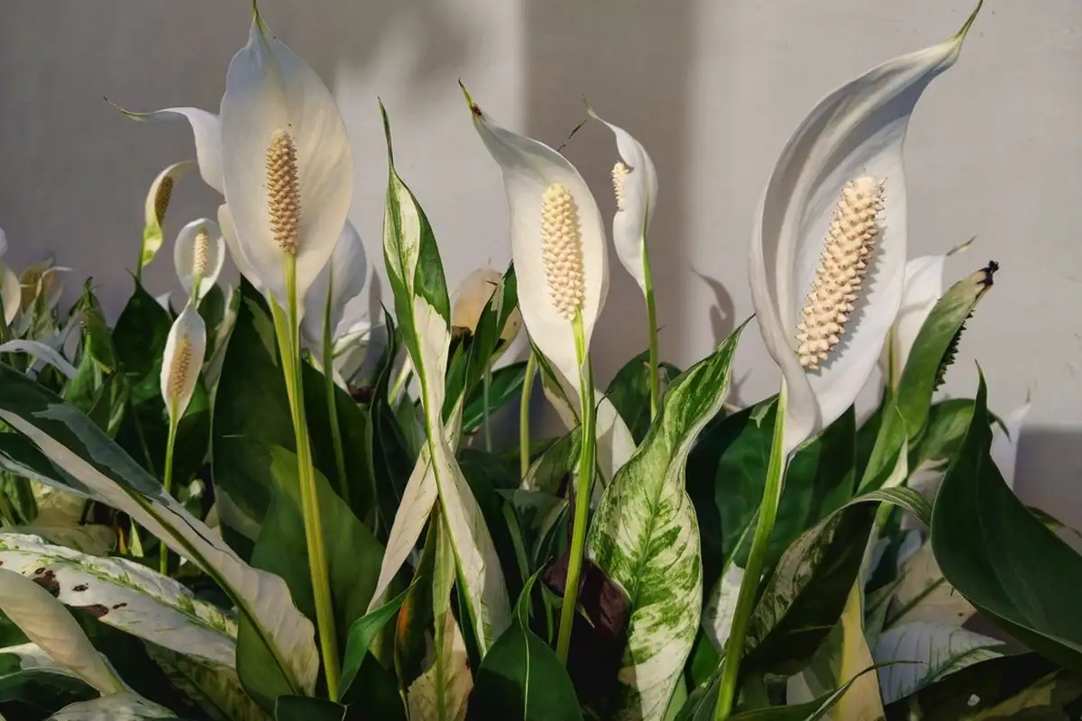 Gėlės namams suteikia jaukumo