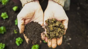 Geros ir blogos trąšos