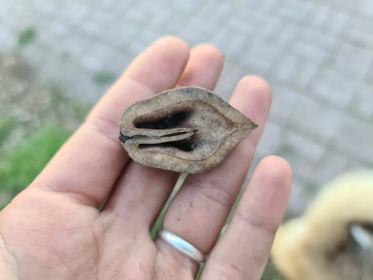 Graikinio riešuto kevalas