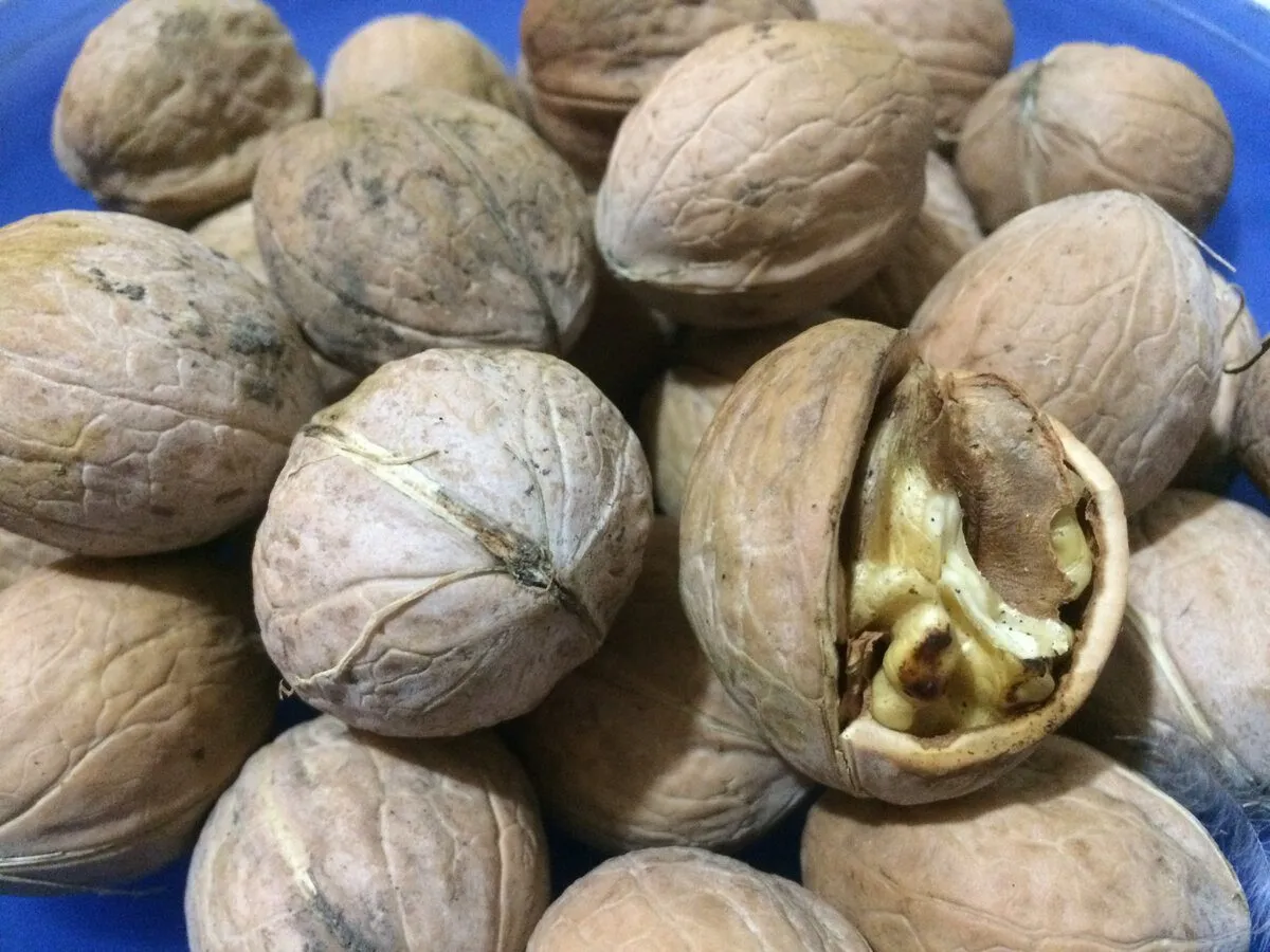 Graikinių riešutų kevalai