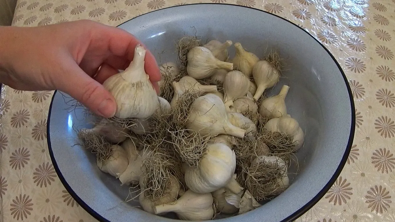 Gudrybės su česnakais