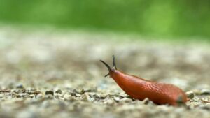 Invaziniai šliužai