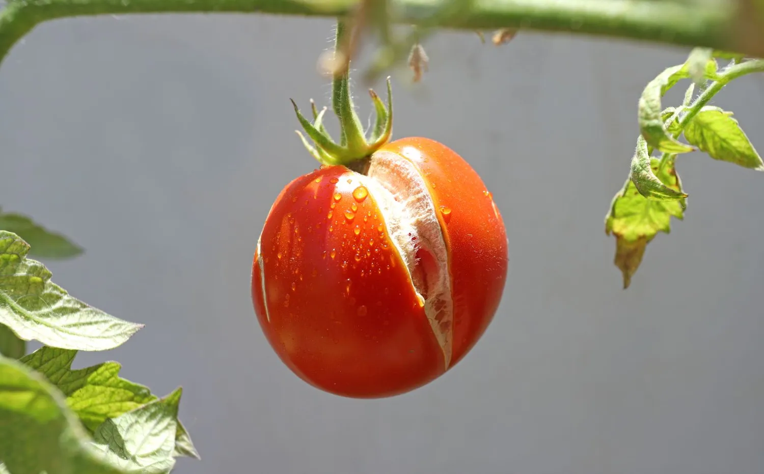 Įtrūkęs pomidoras