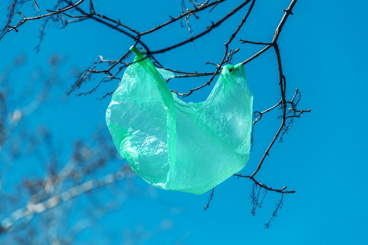 Ką reiškia plastikinis maišelis medyje