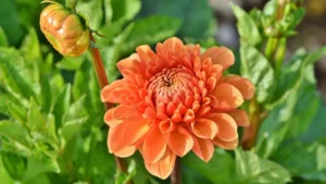 Kaip paruošti jurginus žiemojimui