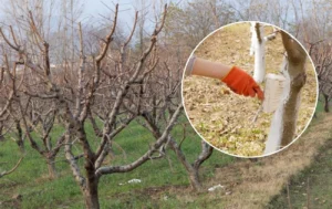 Kaip paruošti medžius žiemai