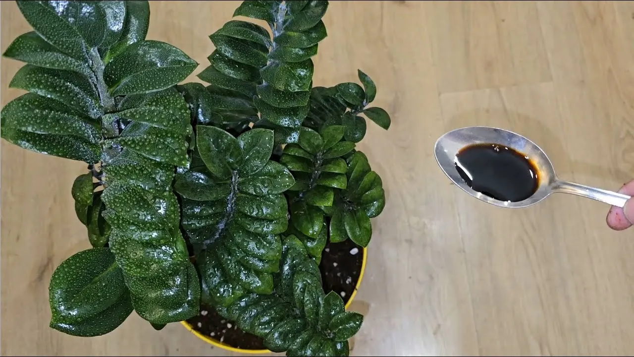 Kaip tinkamai dauginti augalus