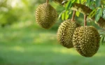 Kas yra durianas?