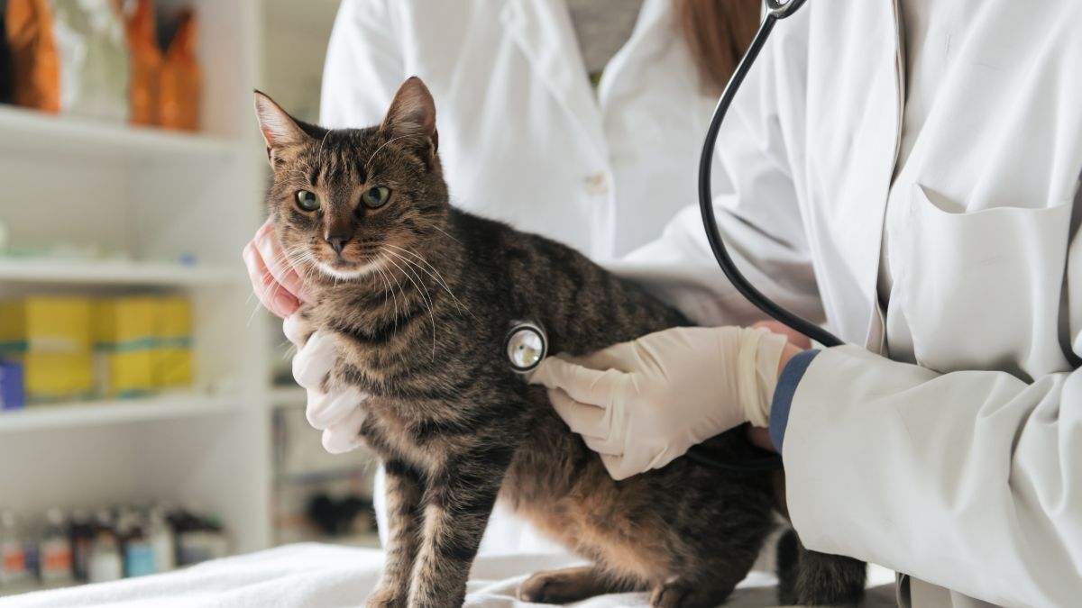 Katė veterinarijos klinikoje