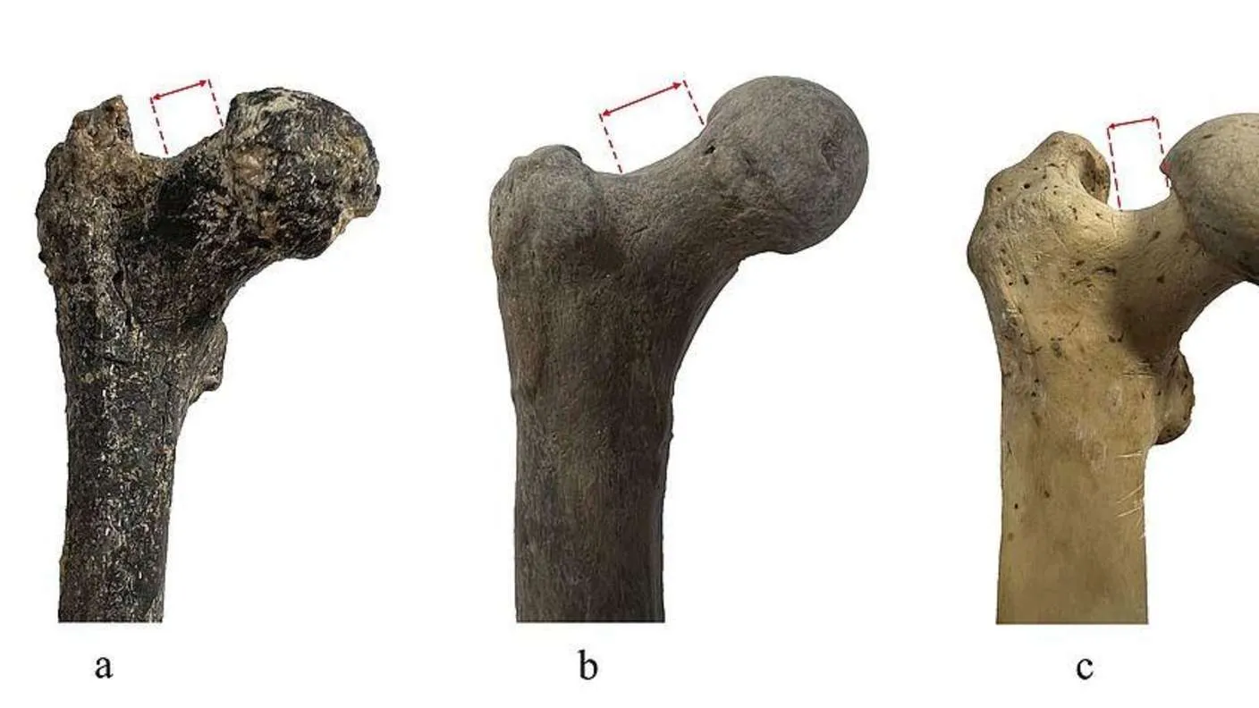 Bulgarijos Graecopithecus šlaunikaulis (a) rodo ilgesnį, statesnį šlaunikaulio kaklelį (pažymėtą raudonai), palyginti su „Lucy“ (Australopithecus afarensis, b) ir šimpanzės (c) – bruožas, kuris vėl įžiebė diskusijas apie žmonių kilmę. © N. Spassov, D. Youlatos, M. Böhme, R. Bogdanova, L. Hristova, D. Begun