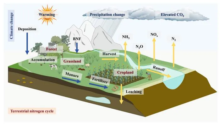Klimato kaita trikdo pasaulinį azoto ciklą sausumoje, keisdama dirvožemio, augalų ir ekosistemų maistinių medžiagų valdymą. © Miao Zheng, Qin Huang, Jinglan Cui ir Baojing Gu