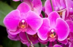 Kodėl cinamonas toks veiksmingas orchidėjoms