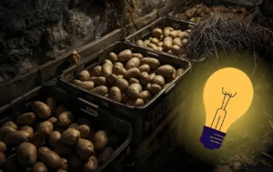 Kodėl rūsyje susidaro drėgmė ir kaip ji kenkia derliui