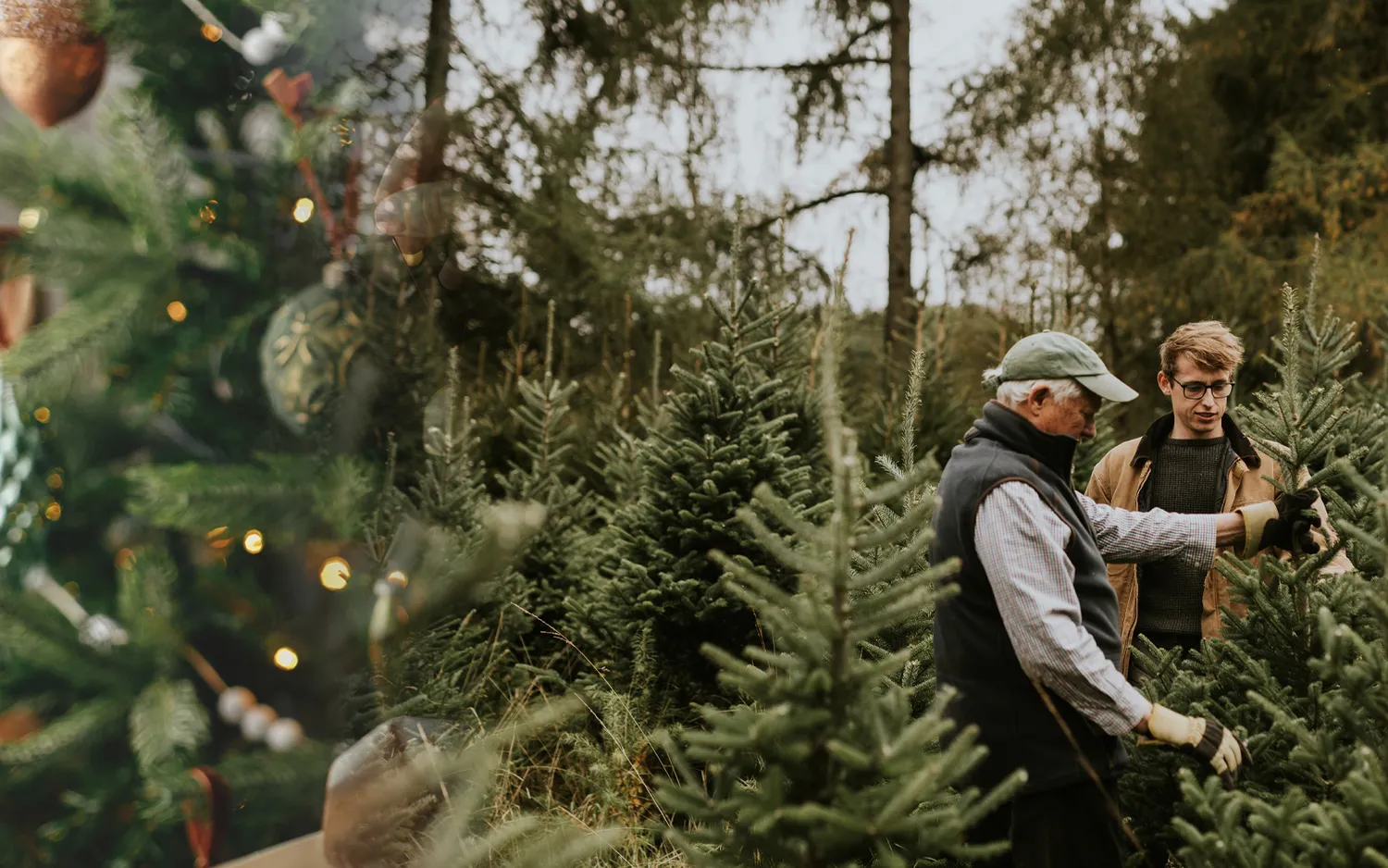 Kokią eglutę rinktis dirbtinę ar tikrą
