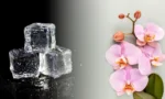 Ledo kubeliai ir orchidėjos