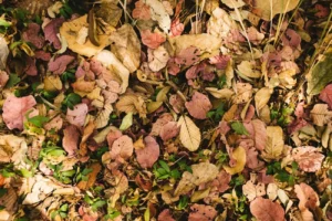 Medžių lapai rudenį