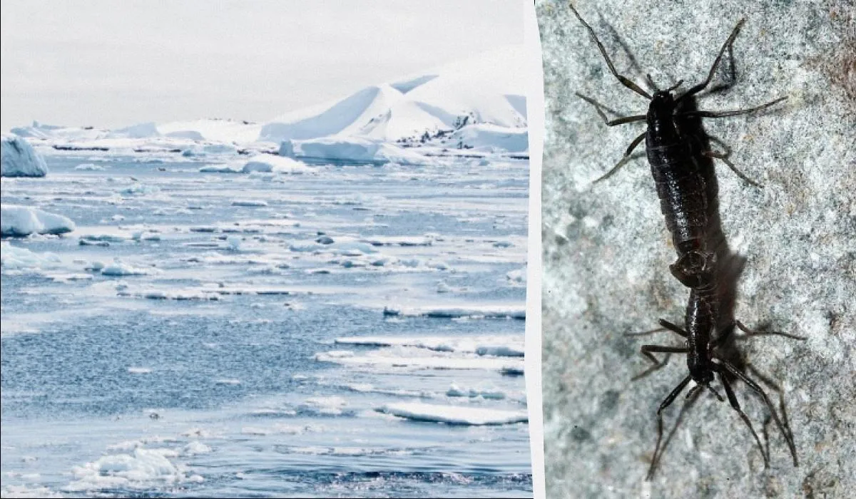 Mikroplastikas pasiekė Žemės kraštą