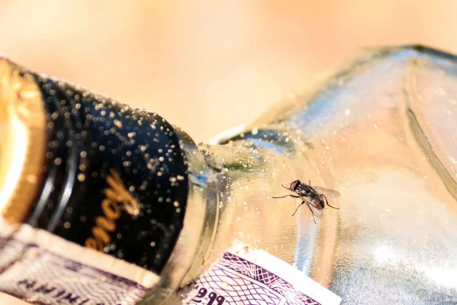 Musė ant butelio