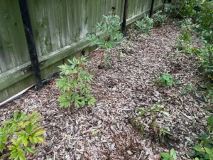 Neišmeskite graikinių riešutų lapų