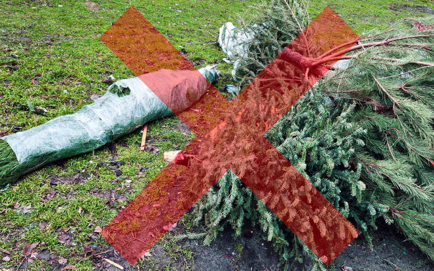 Nenumeskite eglučių bet kur