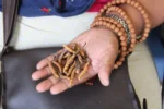 Ophiocordyceps sinensis grybai